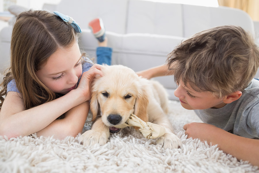 Boy and girl playing with a golden retriever puppy on a rug in a living room